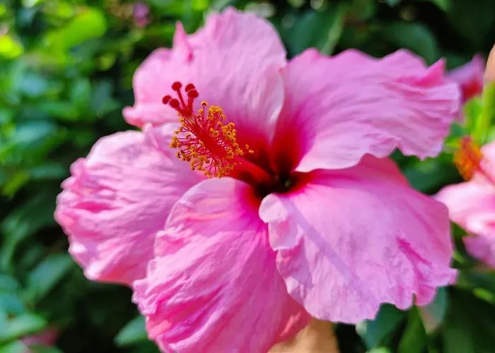 Апартаменты Dianium By Costa Дения