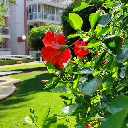 Apartment Dianium By Costa